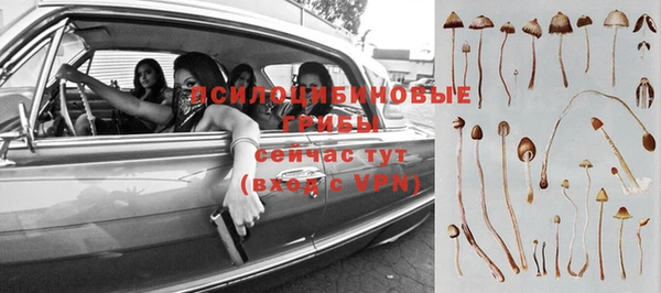 шишки Белокуриха